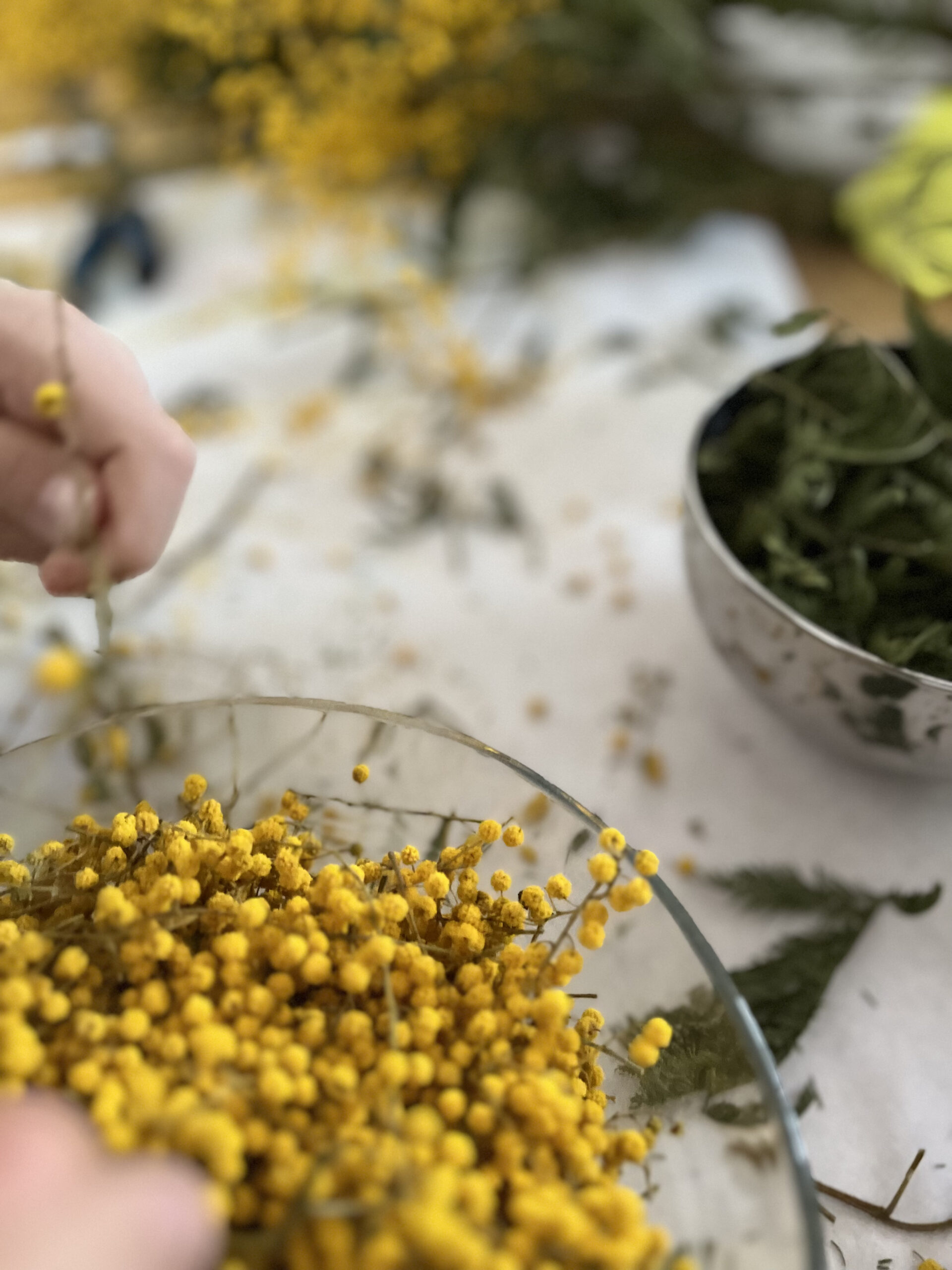 Préparation du mimosa pour la teinture naturelle