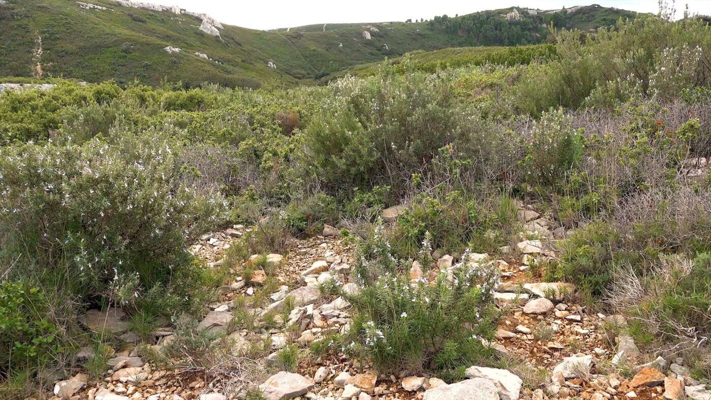 Garrigue végétation